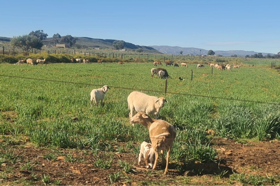 0 Bedroom Property for Sale in Touws River Rural Western Cape